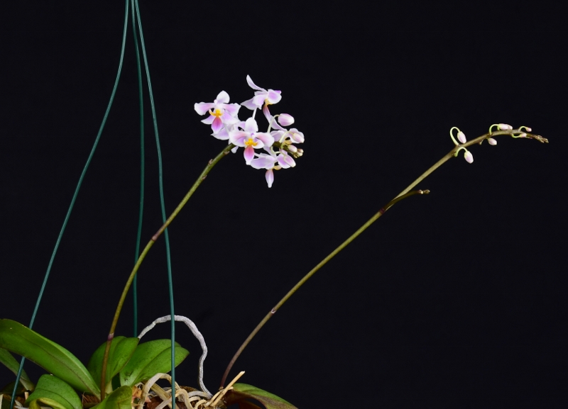 Phalaenopsis celebensis x equestris (Silbergrube) Phala452