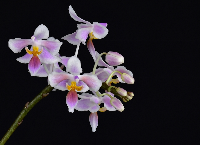 Phalaenopsis celebensis x equestris (Silbergrube) Phala453