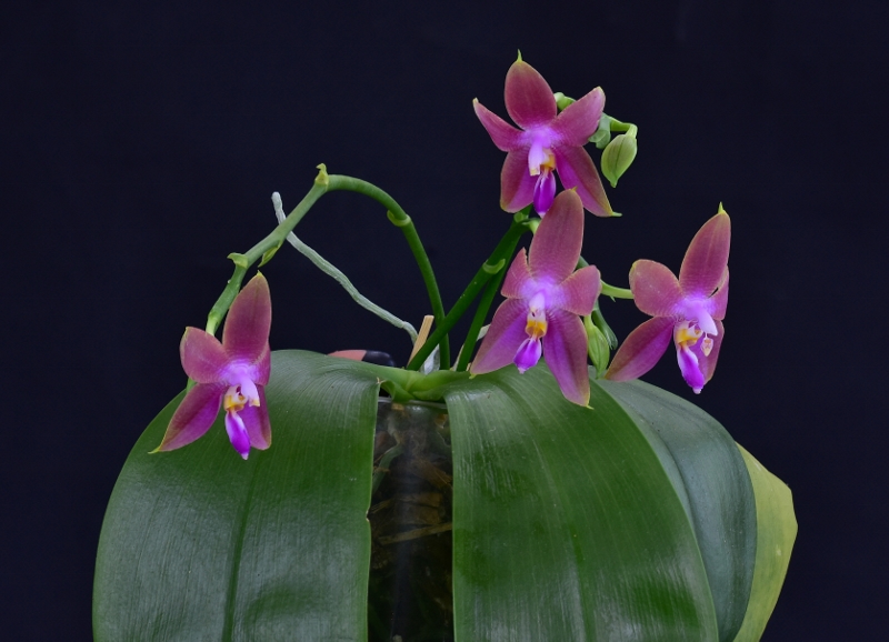 Phalaenopsis violacea x venosa (Penang Girl) Phala462