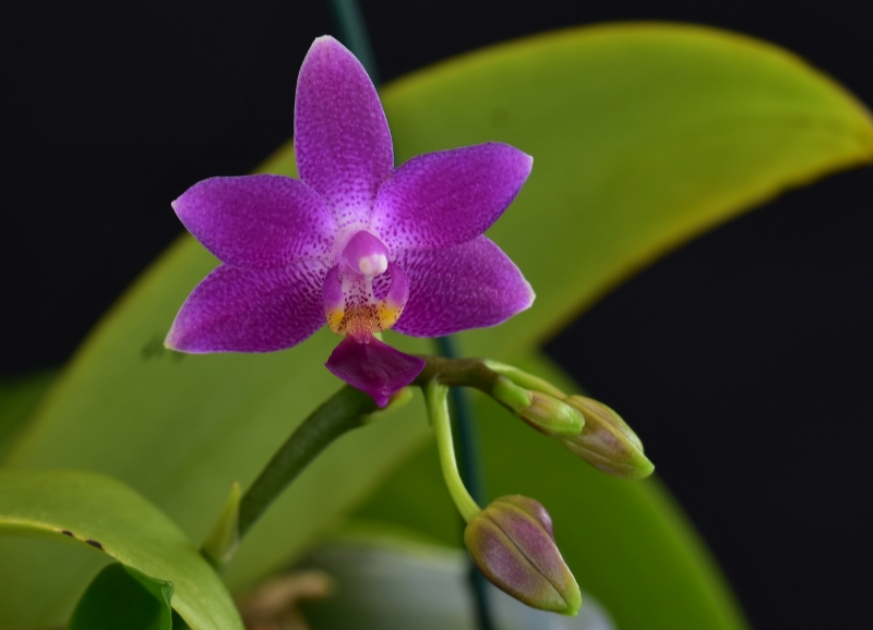 Phalaenopsis equestris x violacea (Equalacea) Phala478