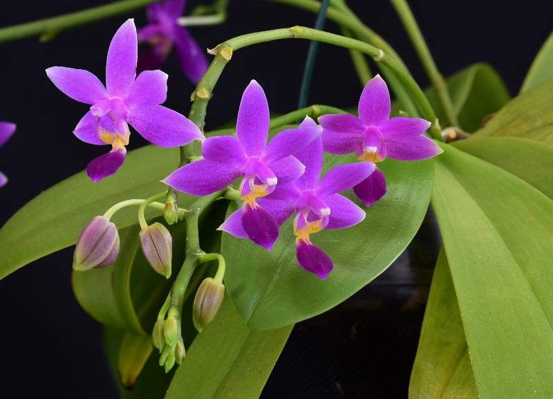 Phalaenopsis equestris x violacea (Equalacea) Phala479