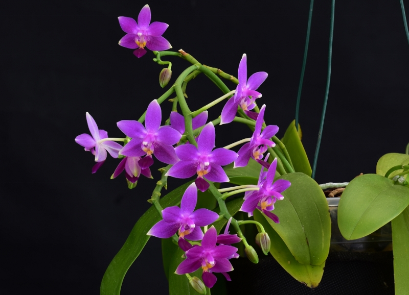 Phalaenopsis equestris x violacea (Equalacea) Phala481