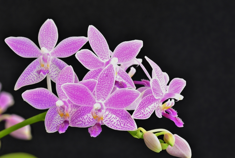 Phalaenopsis tetraspis x equestris (Taida Sunshine) Phala482