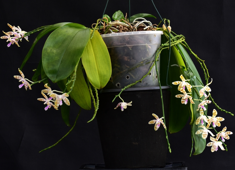 Phalaenopsis tetraspis x mariae (Li Sun High) Phala506