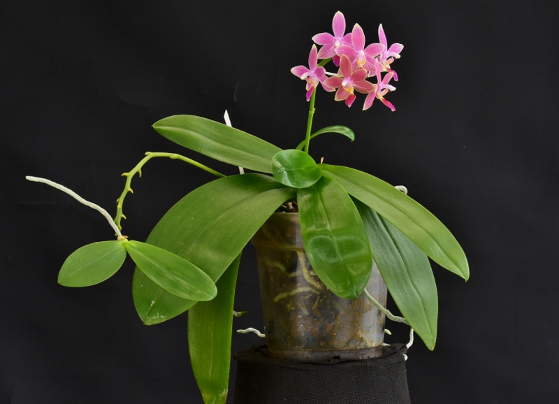 Phalaenopsis amboinensis x equestris (Ambotris) Phala513