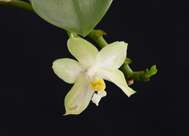 Phalaenopsis bellina x pulchra (Cherry Spot) Phala551