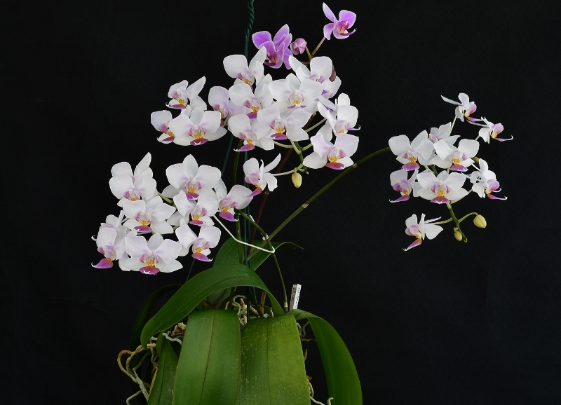 Phalaenopsis sanderiana x equestris (Hebe) Phala559