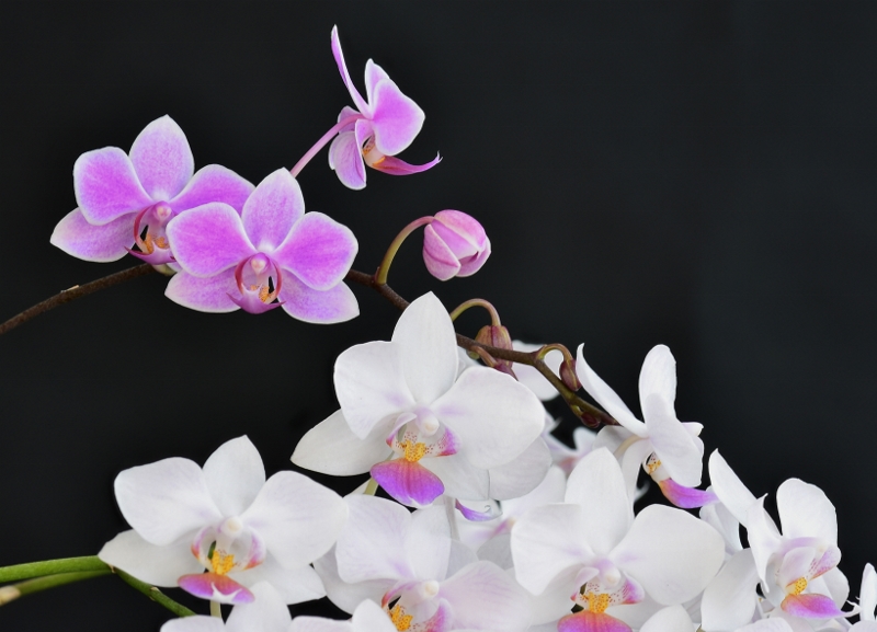 Phalaenopsis sanderiana x equestris (Hebe) Phala560