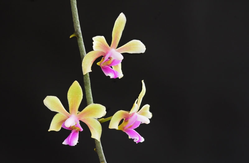 Phalaenopsis honghenensis x deliciosa (Annabel Joy) Phala562