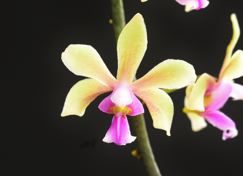Phalaenopsis honghenensis x deliciosa (Annabel Joy) Phala563