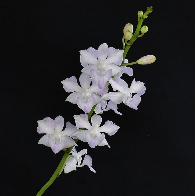 Phalaenopsis pulcherrima x equestris (Purple Gem) Phala600