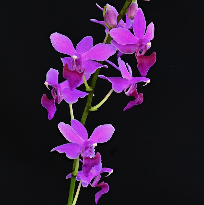 Phalaenopsis pulcherrima x equestris (Purple Gem) Phala601