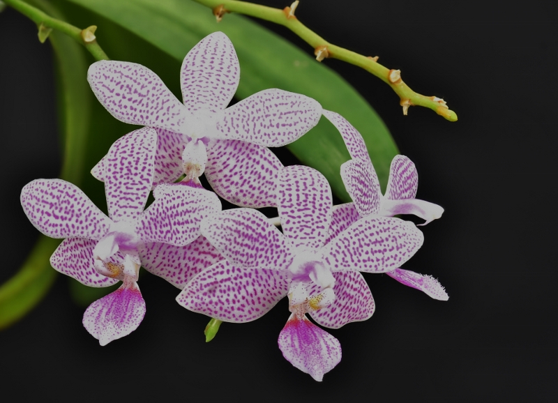 Phalaenopsis speciosa x lindenii (Janine) Phala607