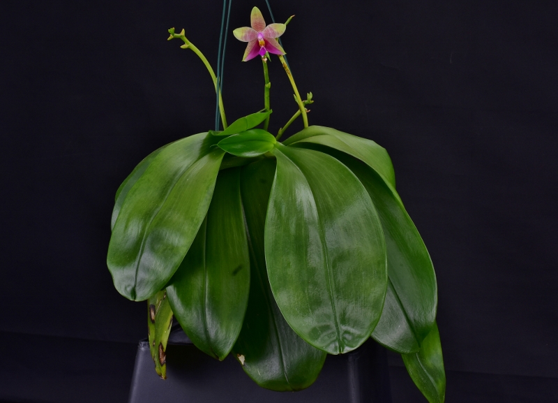 Phalaenopsis amboinensis x bellina (Guadelupe Pineda ) Phala613