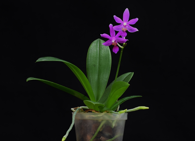 Phalaenopsis pulchra x equestris (Memoria Hans-Werner Pelz) Phala627
