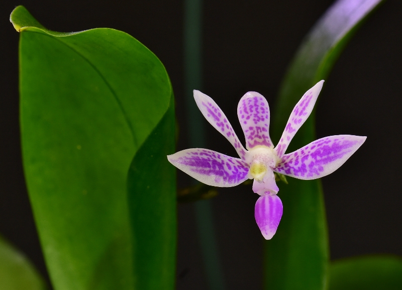 Phalaenopsis finleyi x modesta Phala656