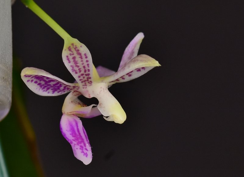 Phalaenopsis finleyi x modesta Phala657