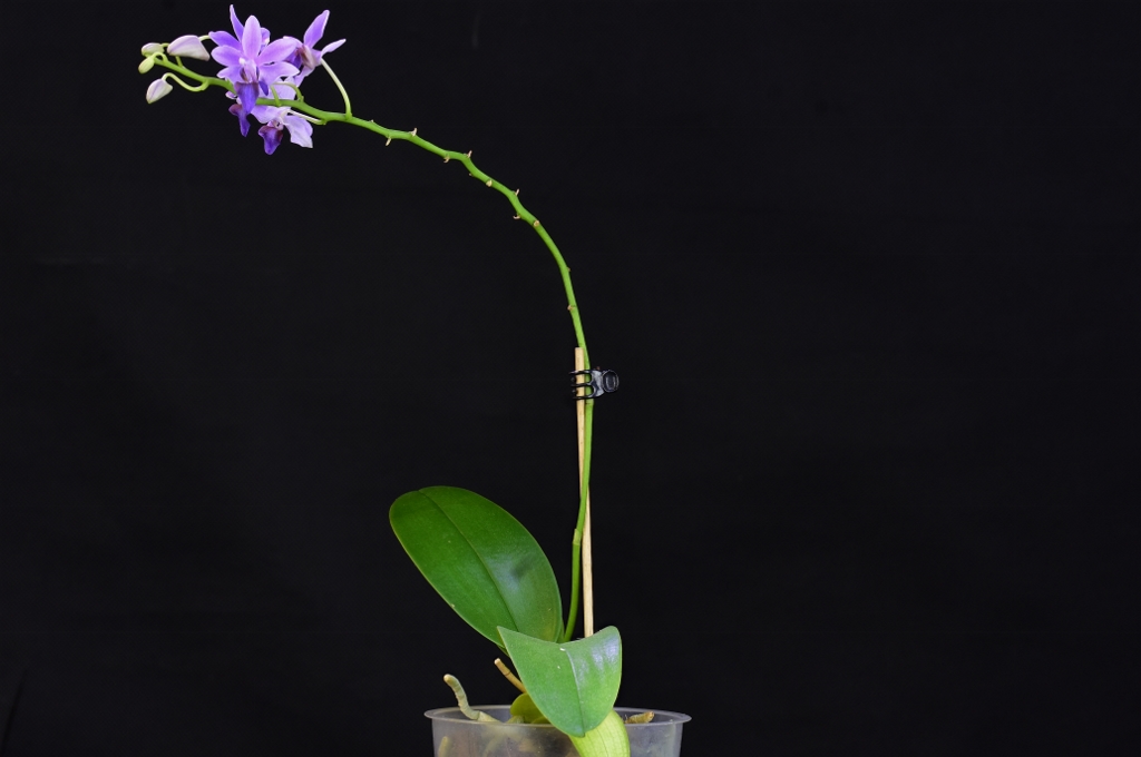 Phalaenopsis pulcherrima x equestris (Purple Gem) - Seite 2 Phala666