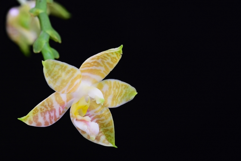 Phalaenopsis amboinensis x bellina (Guadelupe Pineda ) Phala685