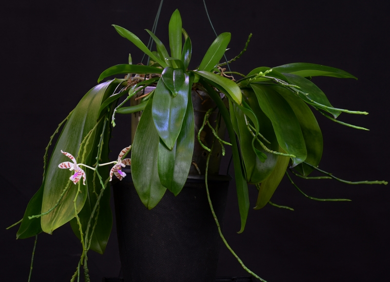 Phalaenopsis tetraspis x mariae (Li Sun High) Phala693