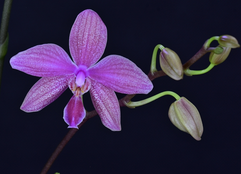 Phalaenopsis schilleriana x lueddemanniana (Regnier) Phala734