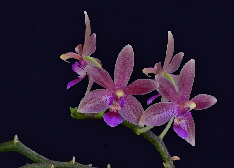 Phalaenopsis cornu-cervi x equestris 'rosea' (Cornustris) Phala785