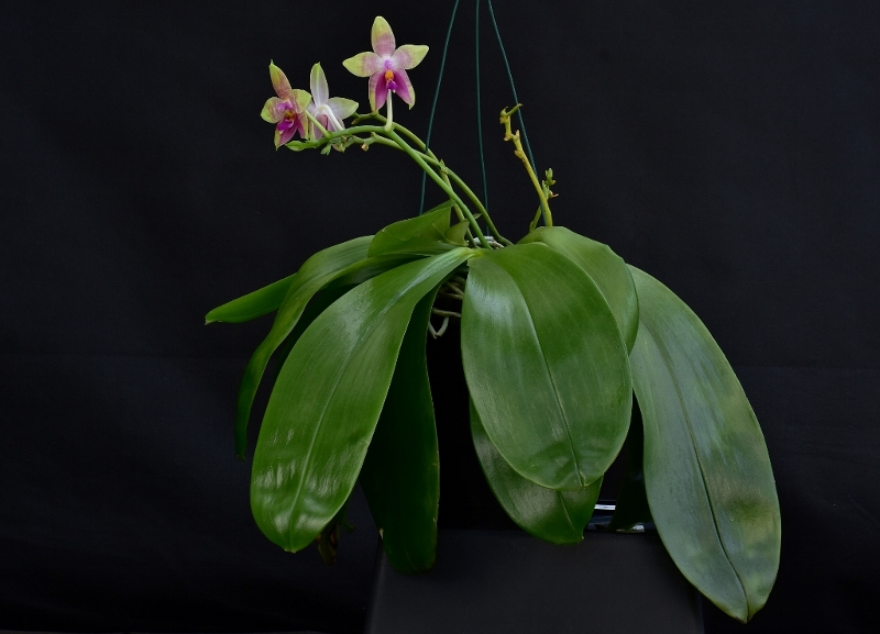 Phalaenopsis amboinensis x bellina (Guadelupe Pineda ) - Seite 2 Phala790