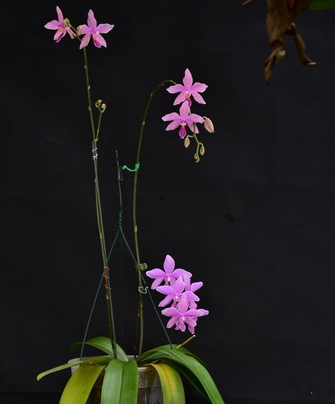 Phalaenopsis schilleriana x lueddemanniana (Regnier) Phala799