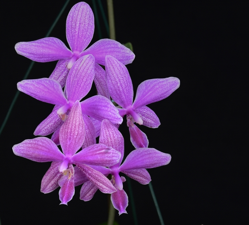 Phalaenopsis schilleriana x lueddemanniana (Regnier) Phala801