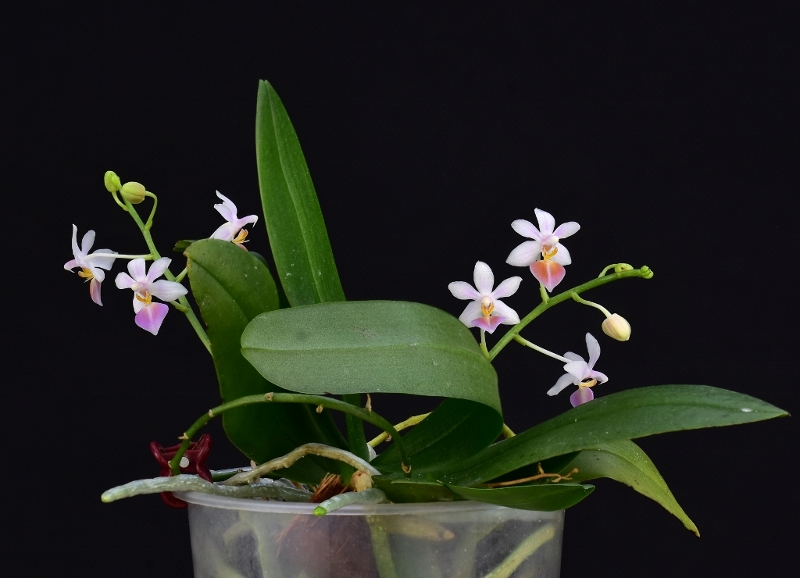 Phalaenopsis equestris x thailandica (Little Noreen) Phala810
