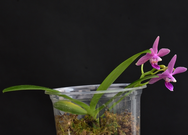 Phalaenopsis pallens x equestris (GK's Pallestris) Phala812