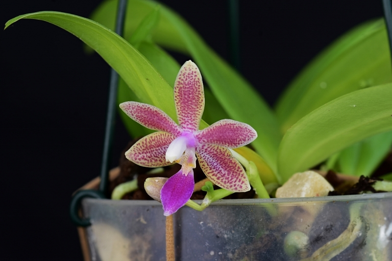 Phalaenopsis inscriptiosinensis x equestris (Linda Grainger) Phala857