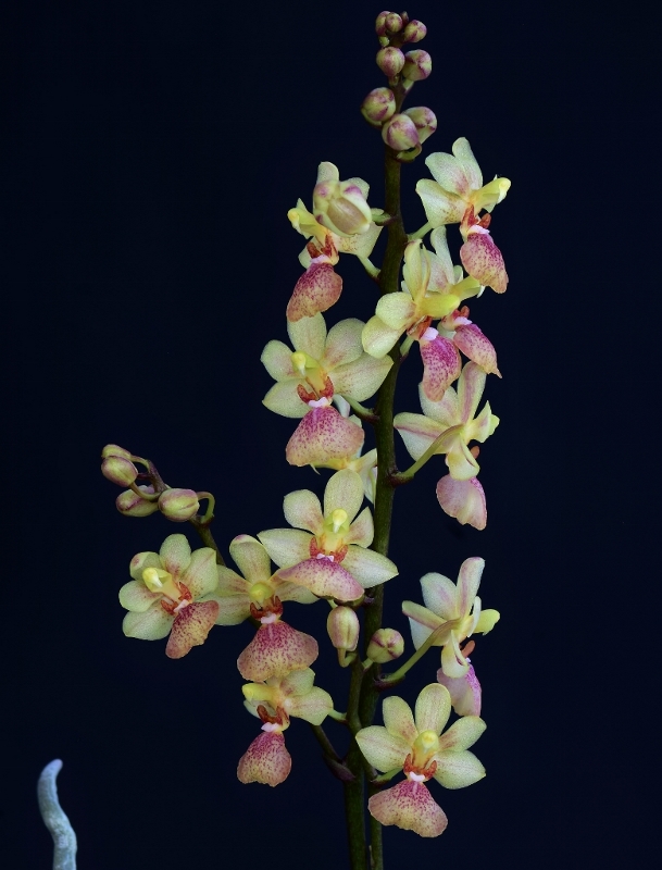 Phalaenopsis chibae x equestris (Equichi) Phala864