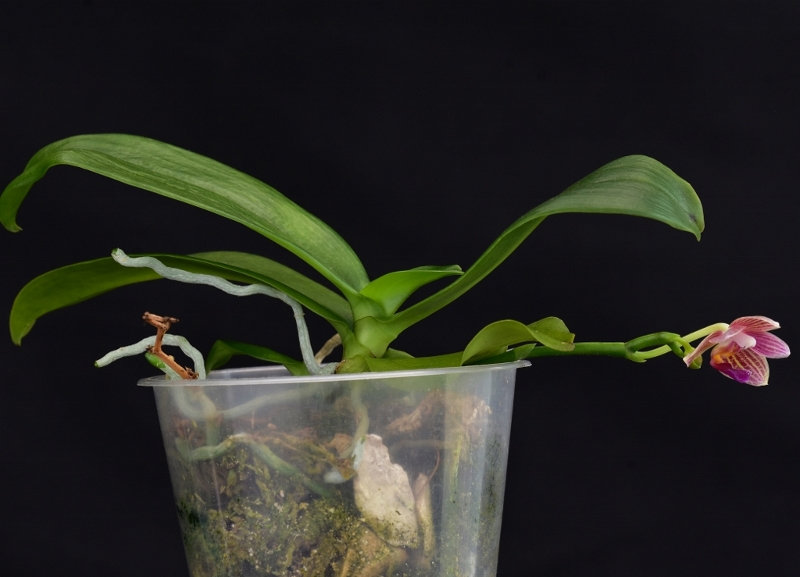 Phalaenopsis equestris x javanica (Christine Magro) Phala873
