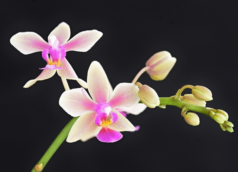 Phalaenopsis stobartiana x equestris (Memoria Herman Sweet) Phala904