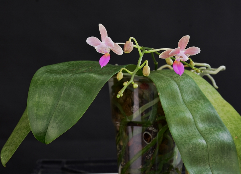 Phalaenopsis javanica x lindenii (Javalin) Phala907