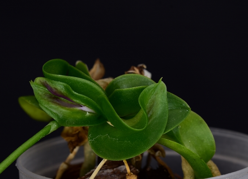 Phalaenopsis equestris x javanica (Christine Magro) Phala930