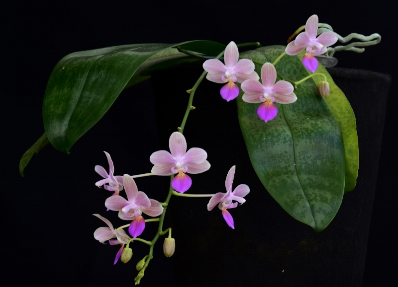 Phalaenopsis javanica x lindenii (Javalin) Phala962