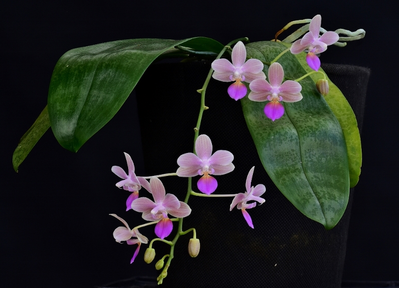 Phalaenopsis javanica x lindenii (Javalin) Phala963