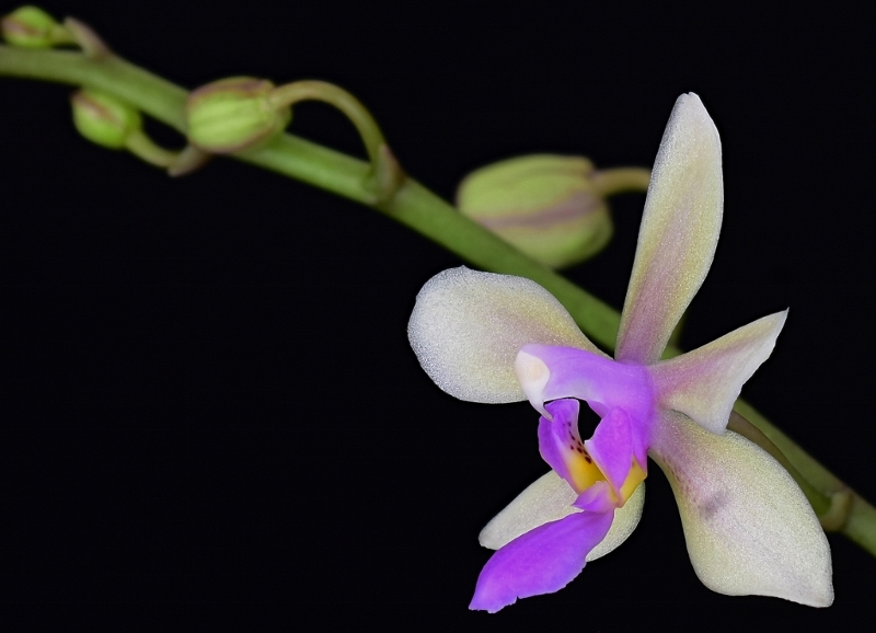 Phalaenopsis stobartiana x equestris (Memoria Herman Sweet) Phala969