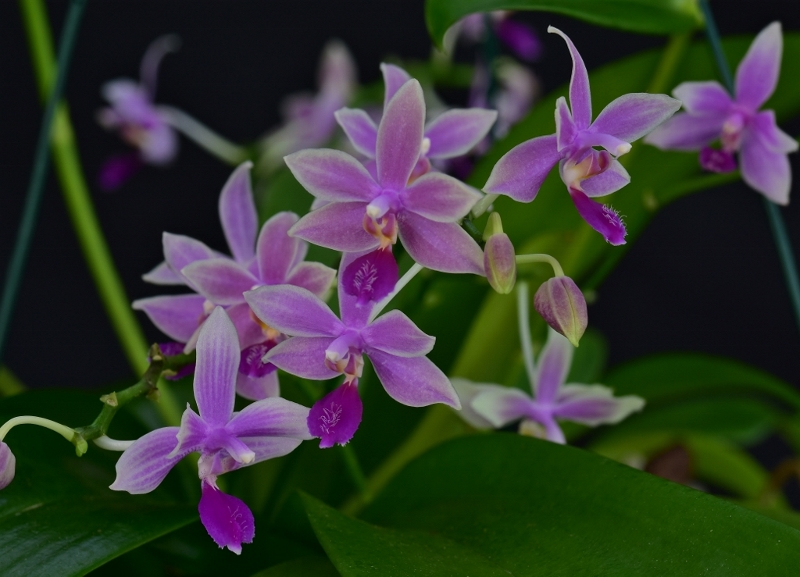 Phalaenopsis fimbriata x equestris (Borobudur) Phala990