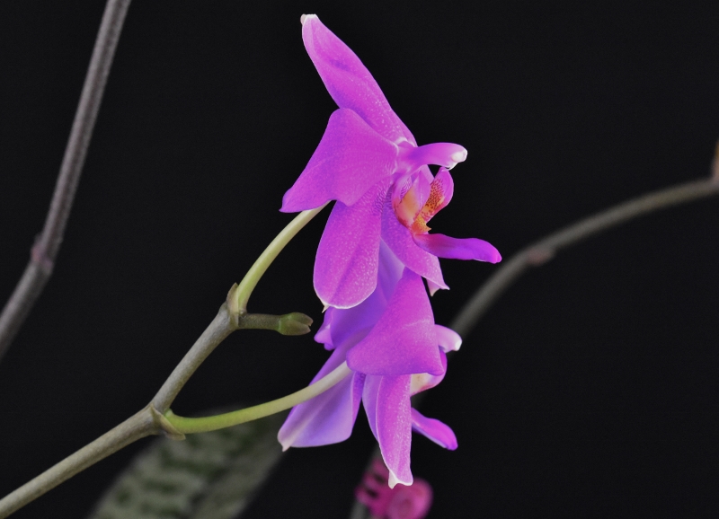 Phalaenopsis schilleriana x violacea (Lanny) Phalae51