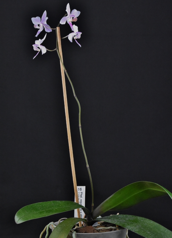 Phalaenopsis equestris x philippinensis (Carolina Tiny Phil) Phalae58