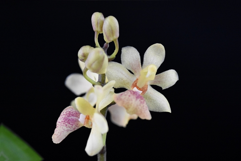 Phalaenopsis chibae x equestris (Equichi) Phalae80