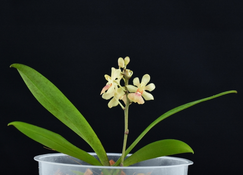 Phalaenopsis chibae x equestris (Equichi) Phalae81