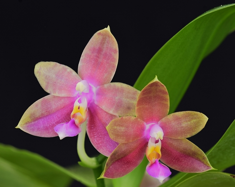 Phalaenopsis violacea x amboinensis (Princess Kaiulani)  - Seite 2 Prince10