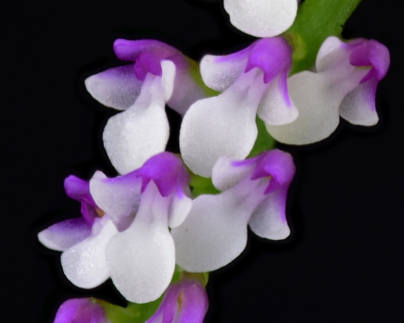 Makrofotografie von Orchideenblüten, kurze allgemeine Anleitung Schoen15