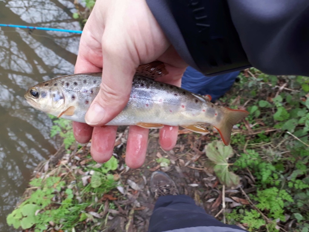 Brook trout 20181111