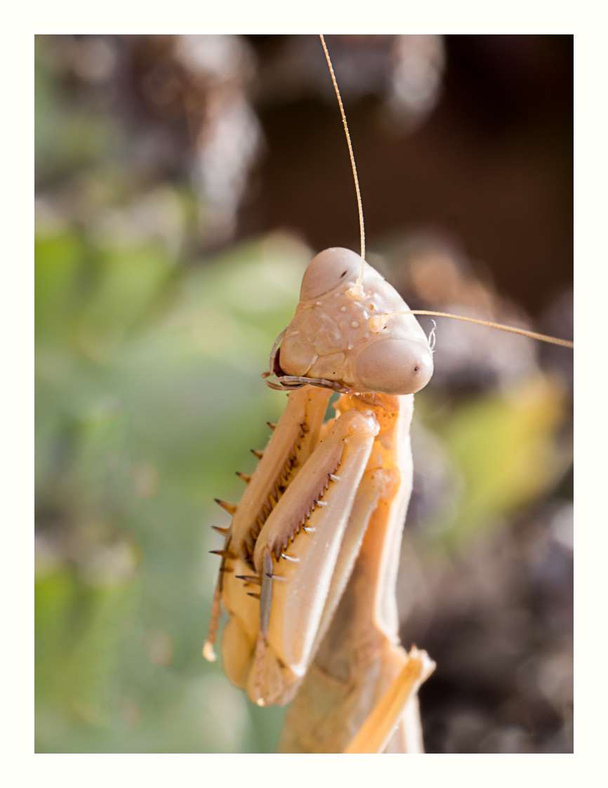 Macros du sud (1) _1033014