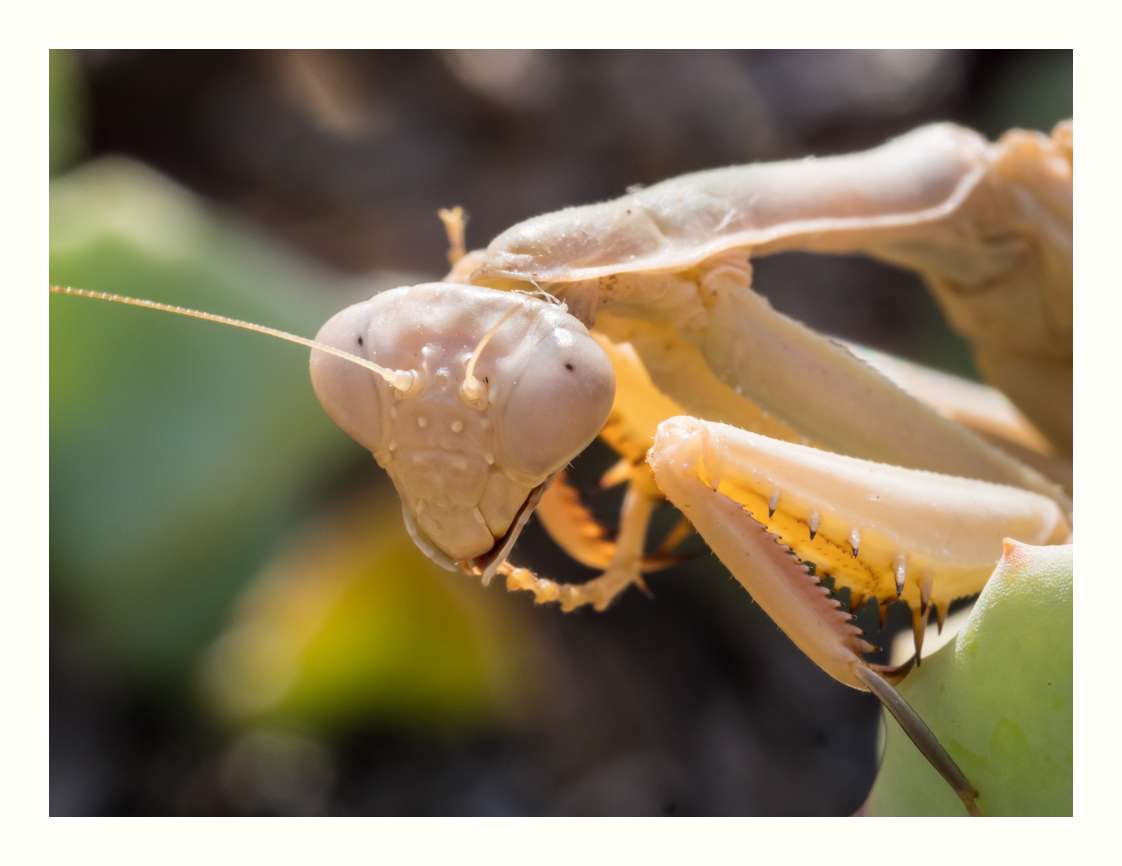 Macros du sud (1) _1033016